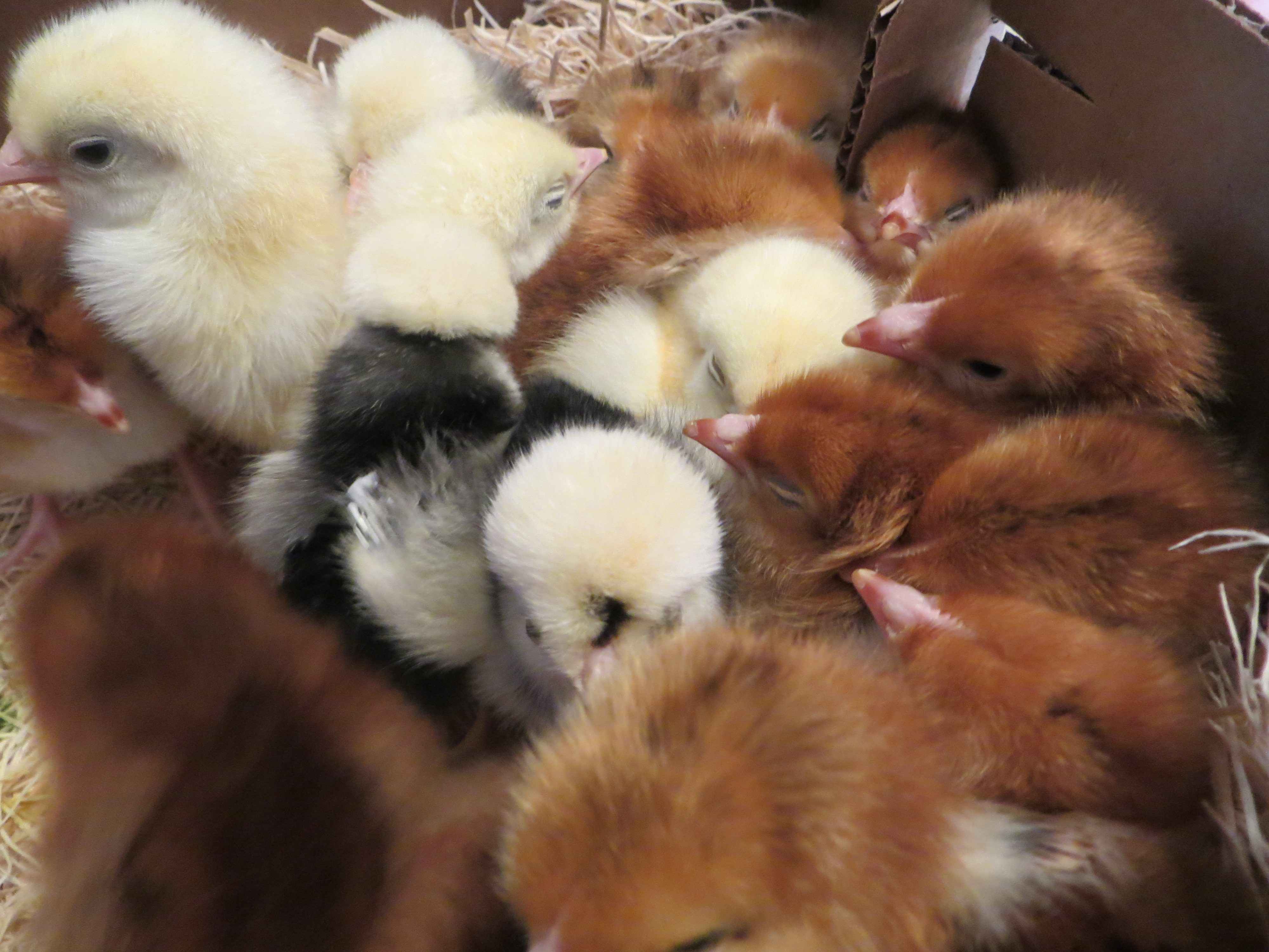 In the box that they arrived in. :)