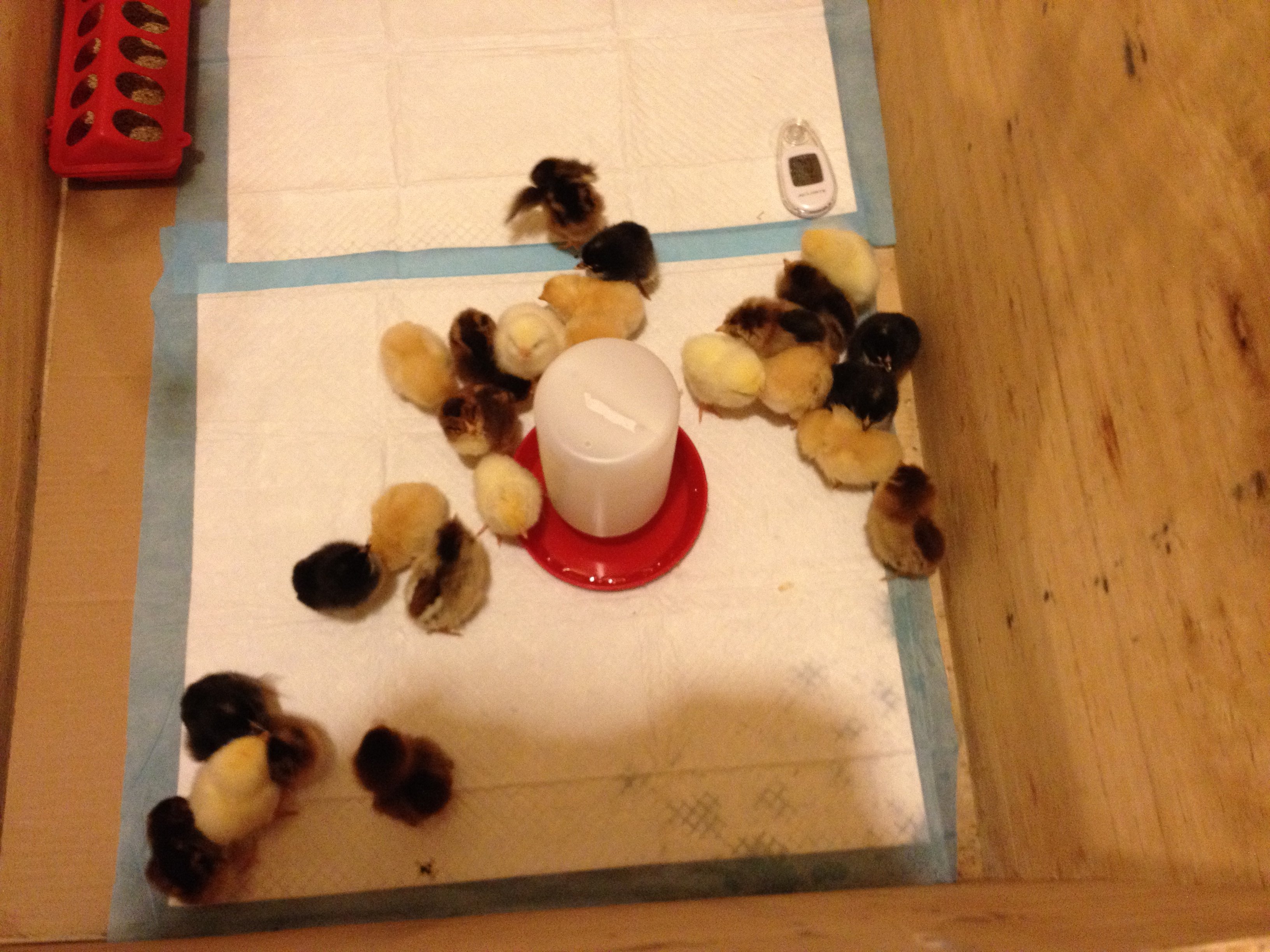 In the brooder.