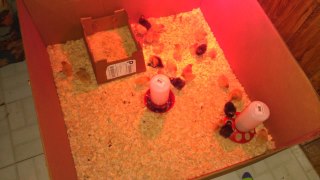 *
In the brooder
