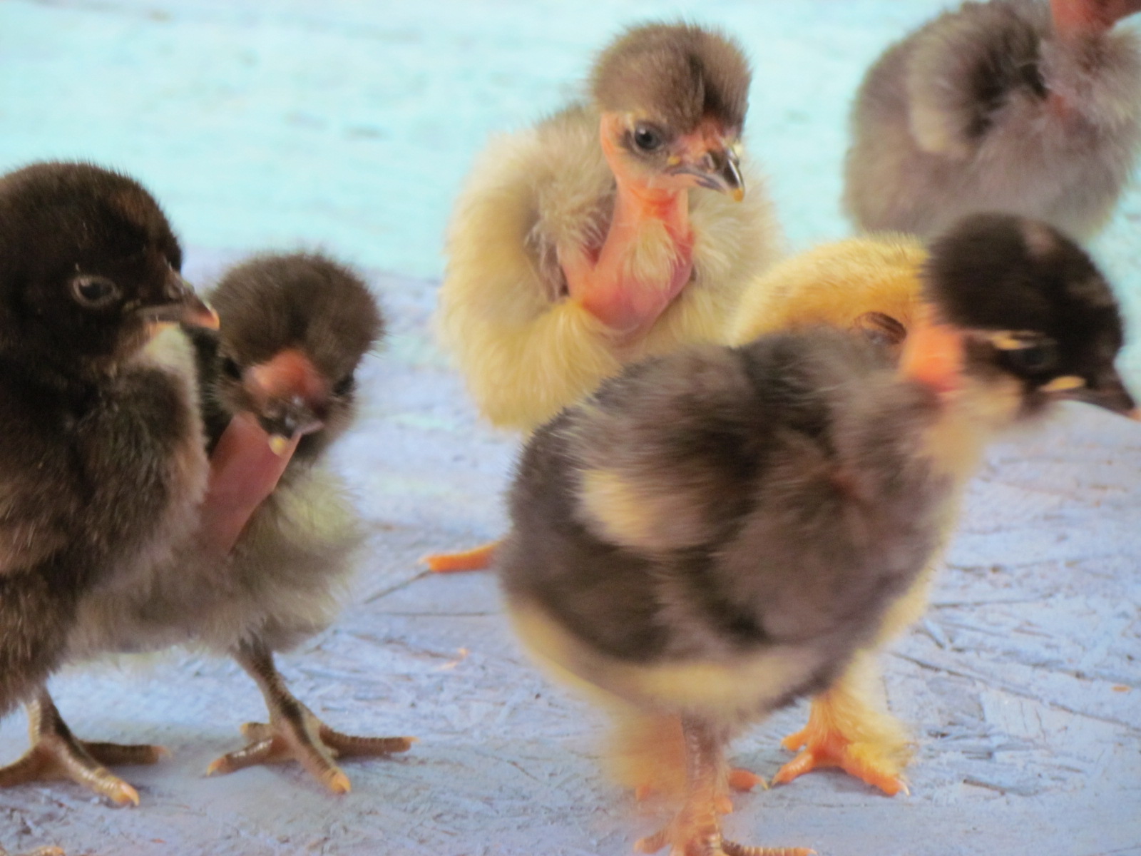 in the center rear tiny bowtie