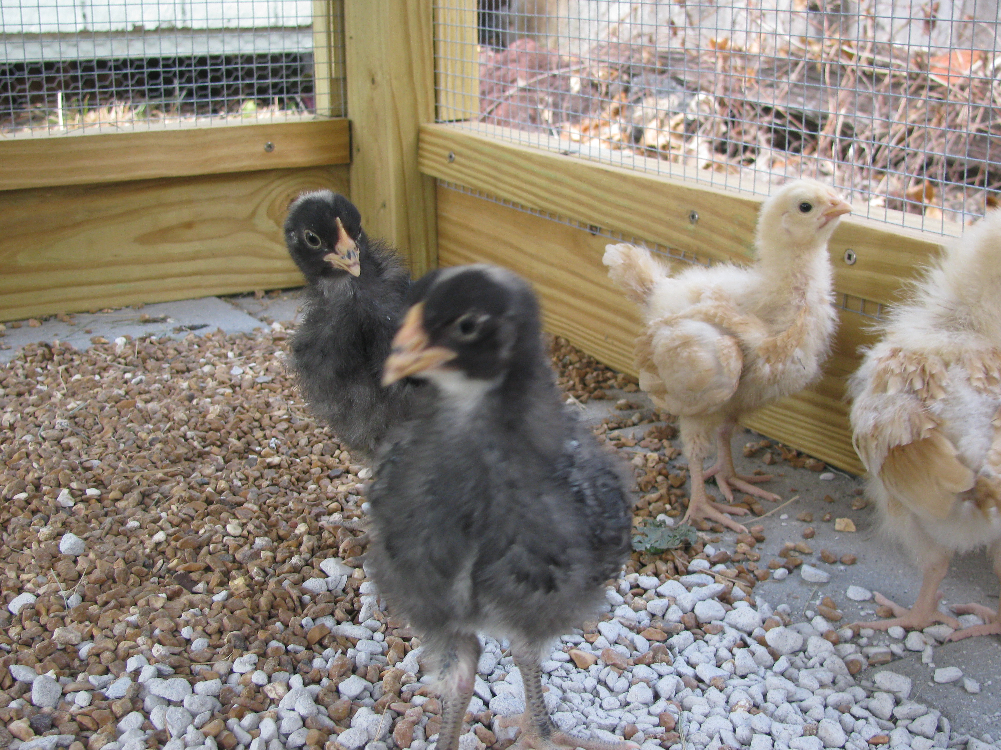 In the coop and loving it.
