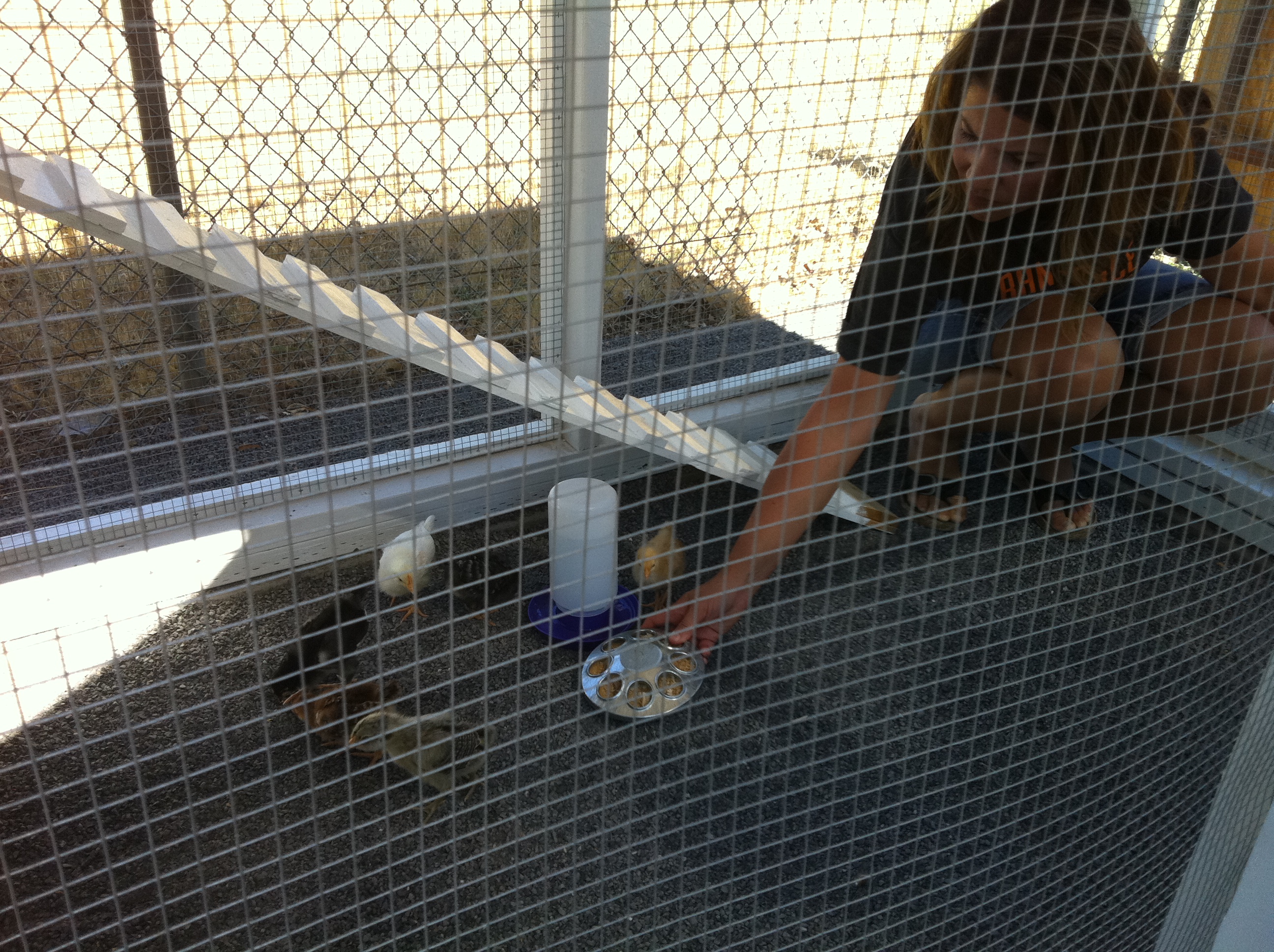 In the coop for the first time.
