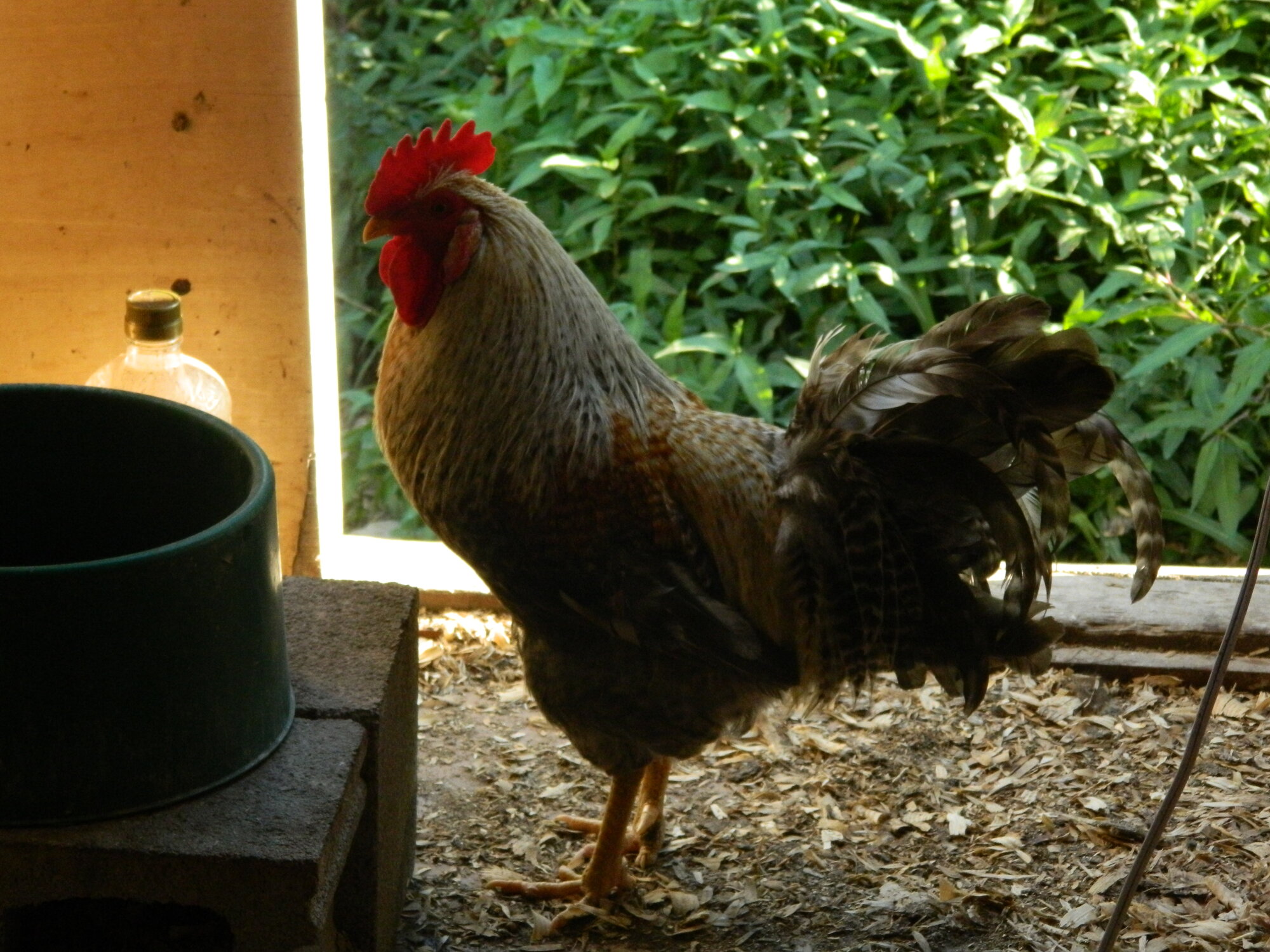 In the coop, free to go, free to stay