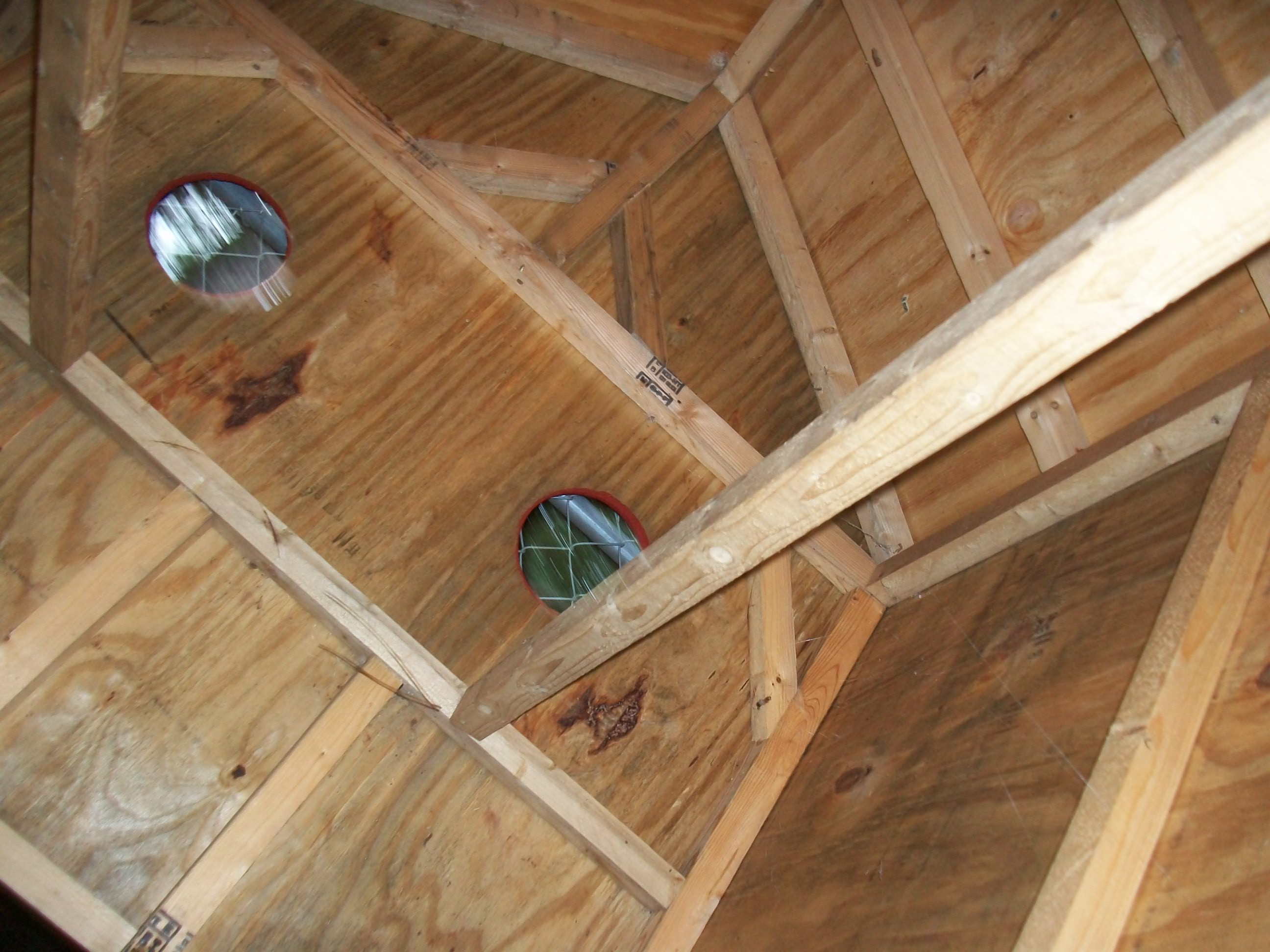 In the coop looking up to the roost.