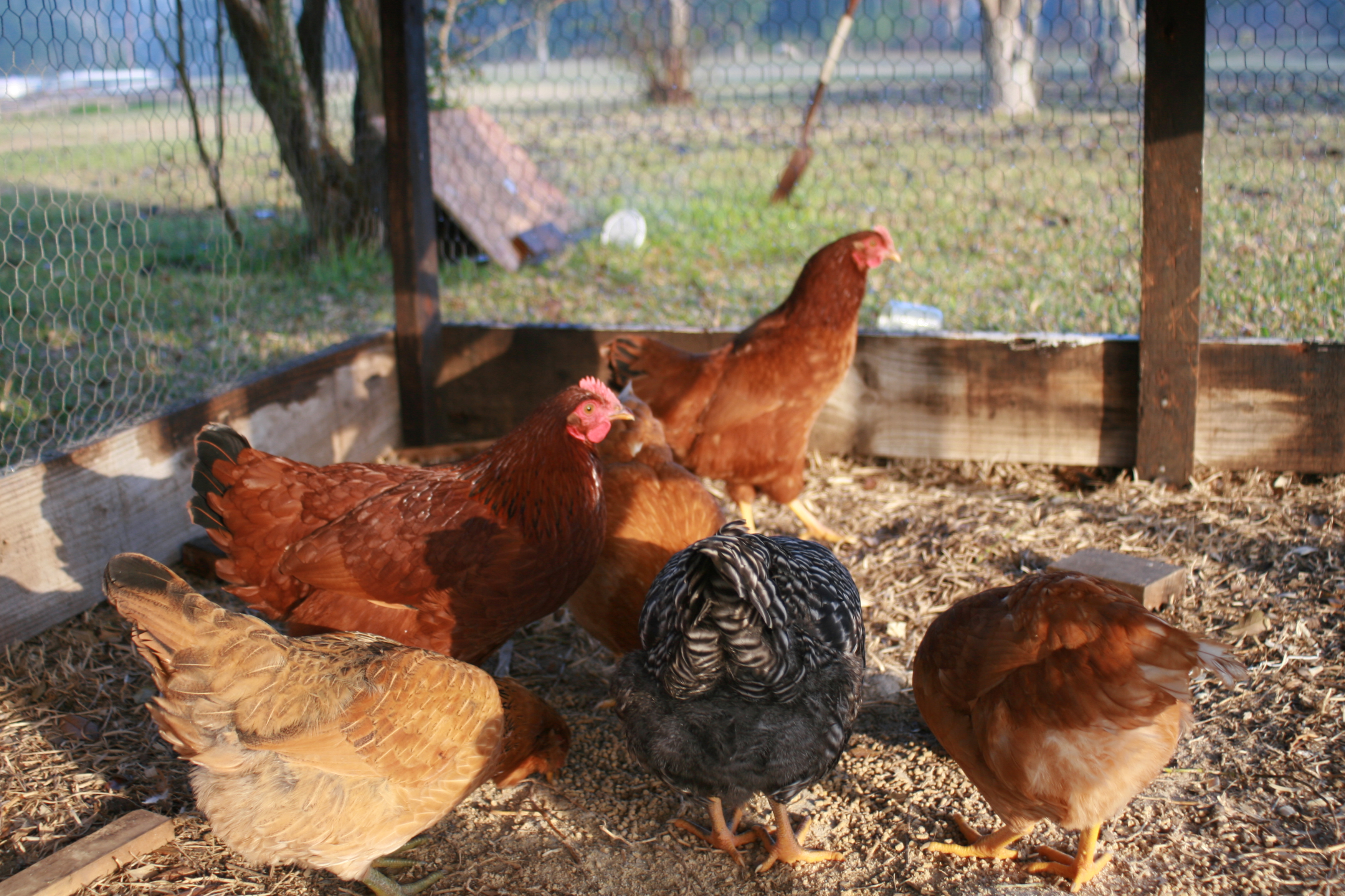 In the coop