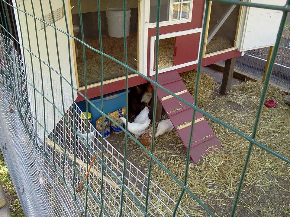 *In the doors we made removable screened frames for when it is hot out. Moved teh chicks in but are all huddled under the step. They did come out later. Will post more pics of the girls .