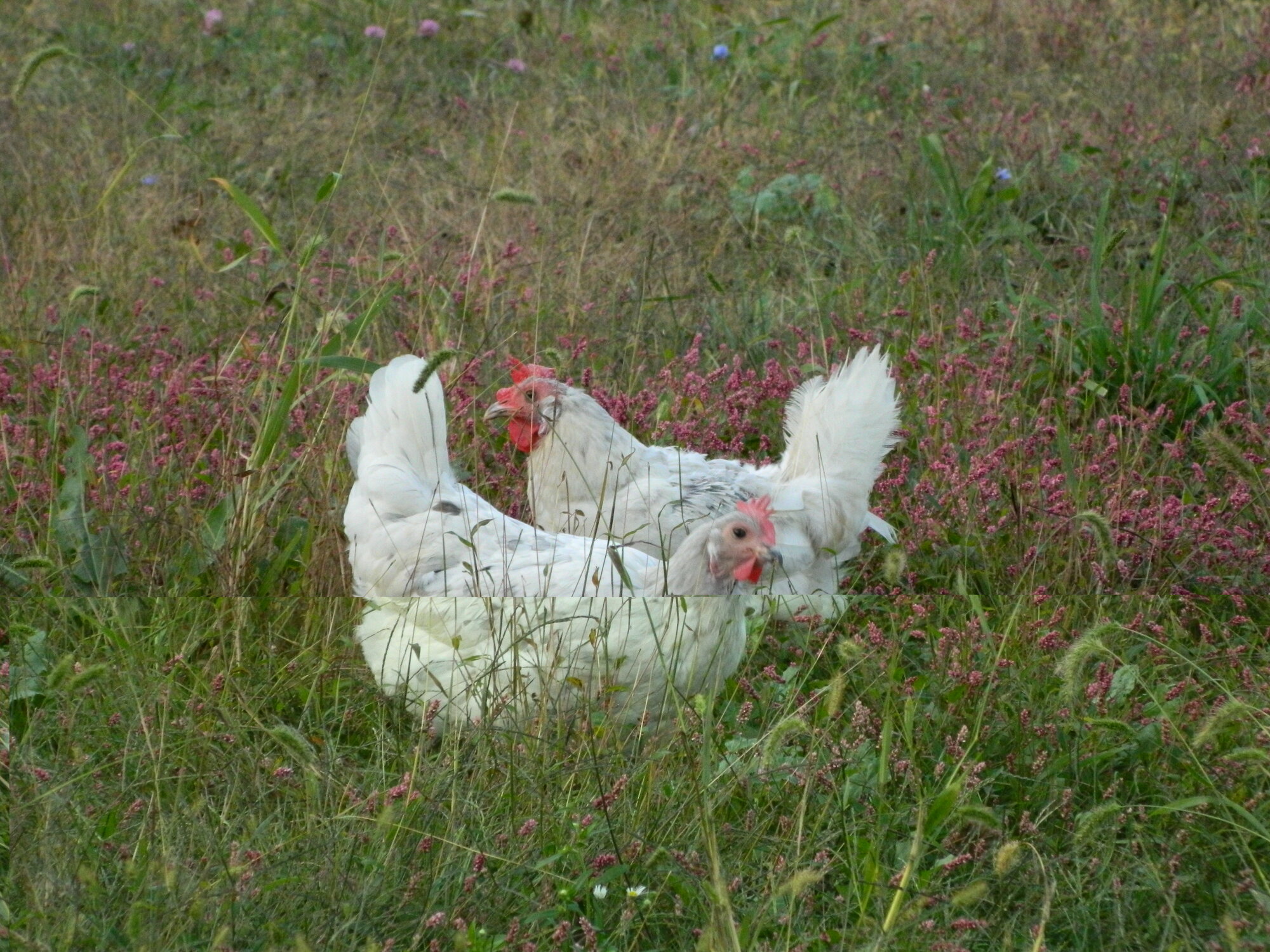 In the garden....weeds...not the chickens, they’re great..the plants