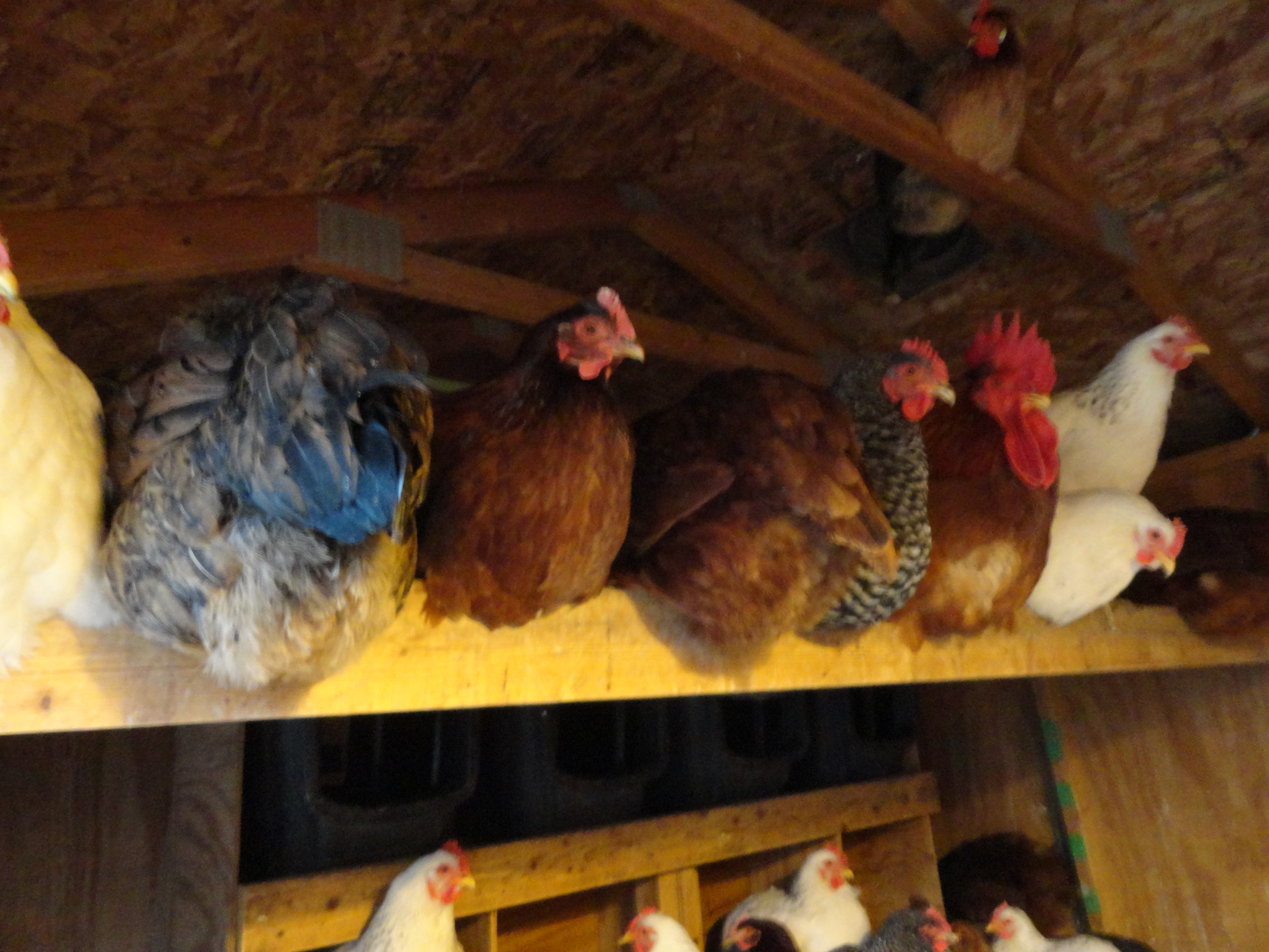 In the roost for the night