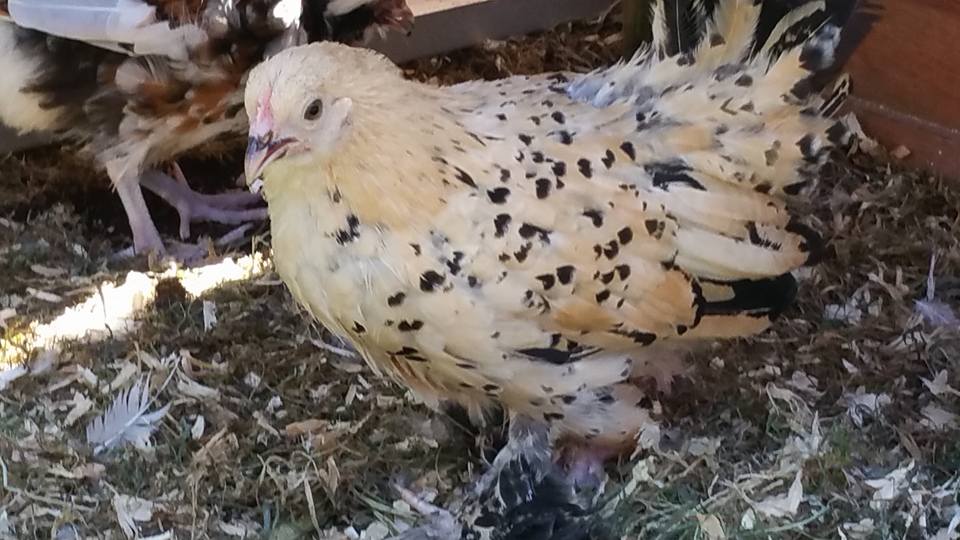 In the second picture is Audrey, far more lemon on her and more timid as only just purchased her. Very sweet nature.