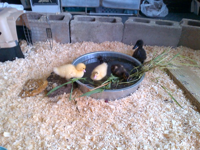 In the swimming pan: Fred and George, the Muscovies, and Decklin the Roeun. The goliath behind the pan is Goofy Duck, the Cayuga.