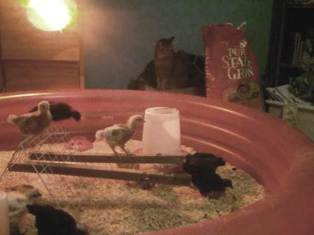 In their pool with Piper the kitty wondering who would make the tastiest treat (this was one of the rare occasions that we let the cats in the room)