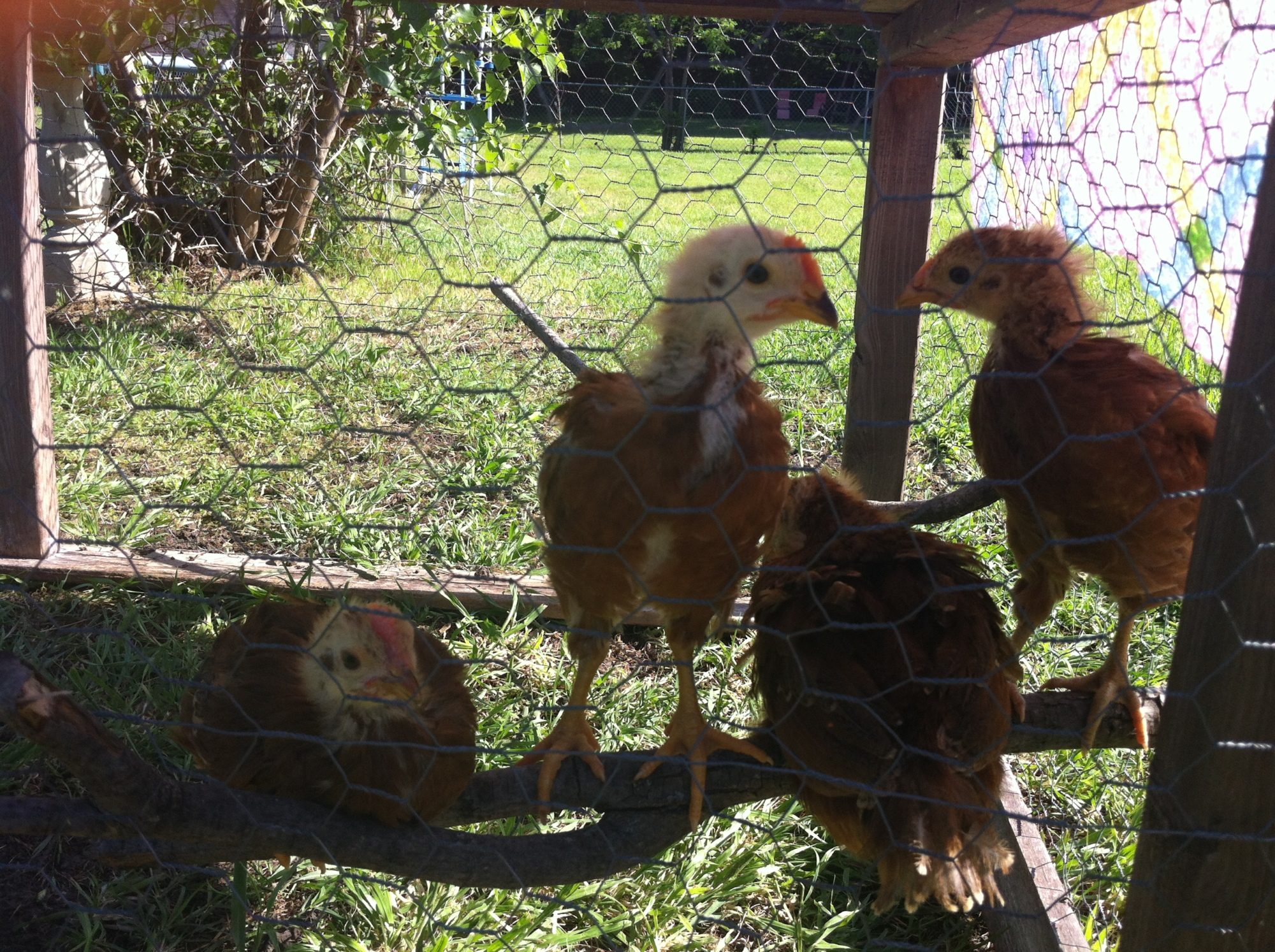 In their protected chicken run at 4 1/2 weeks