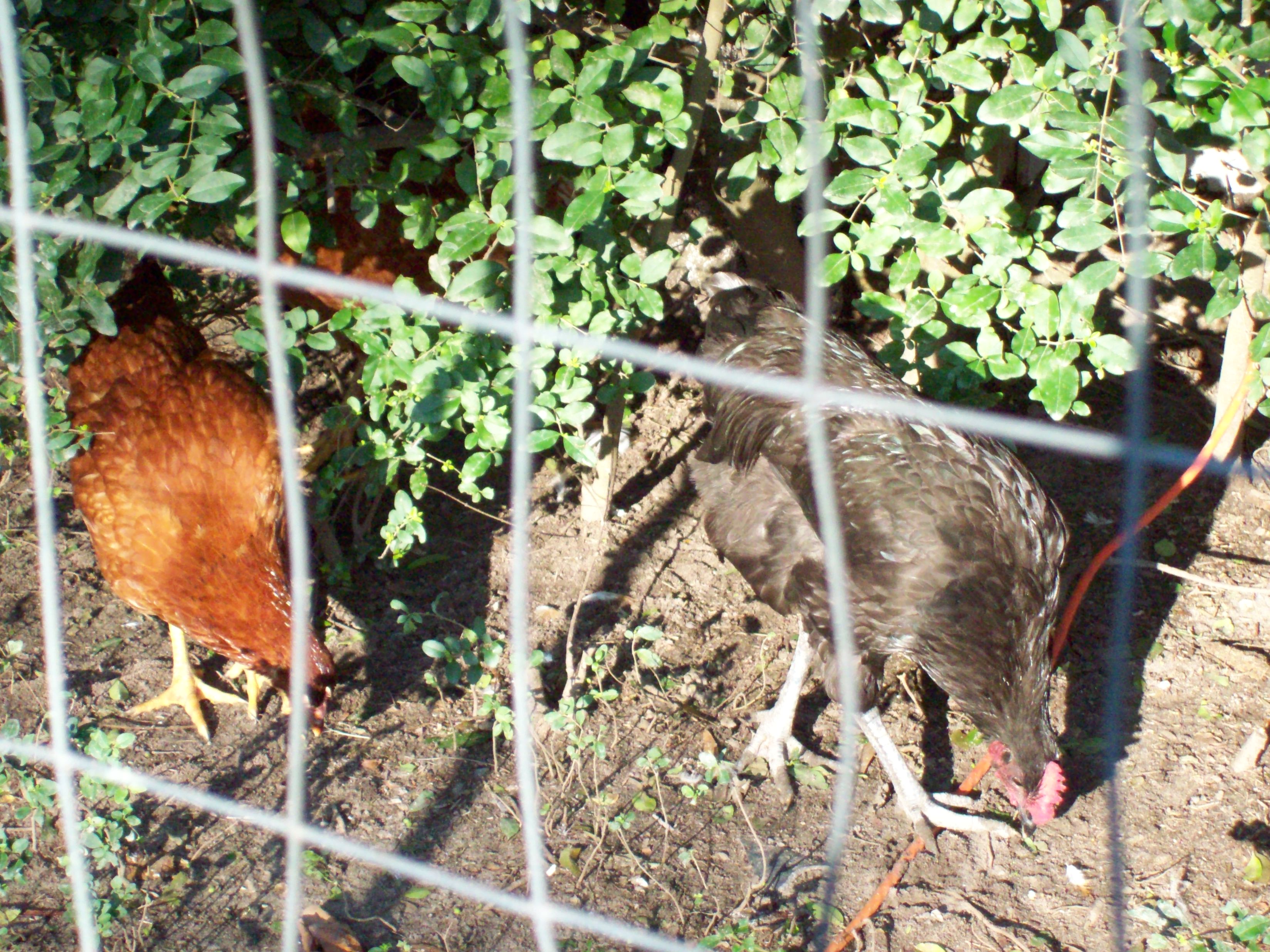 In their yard we made sure there were plenty of brush and trees for them to go into to keep cool.