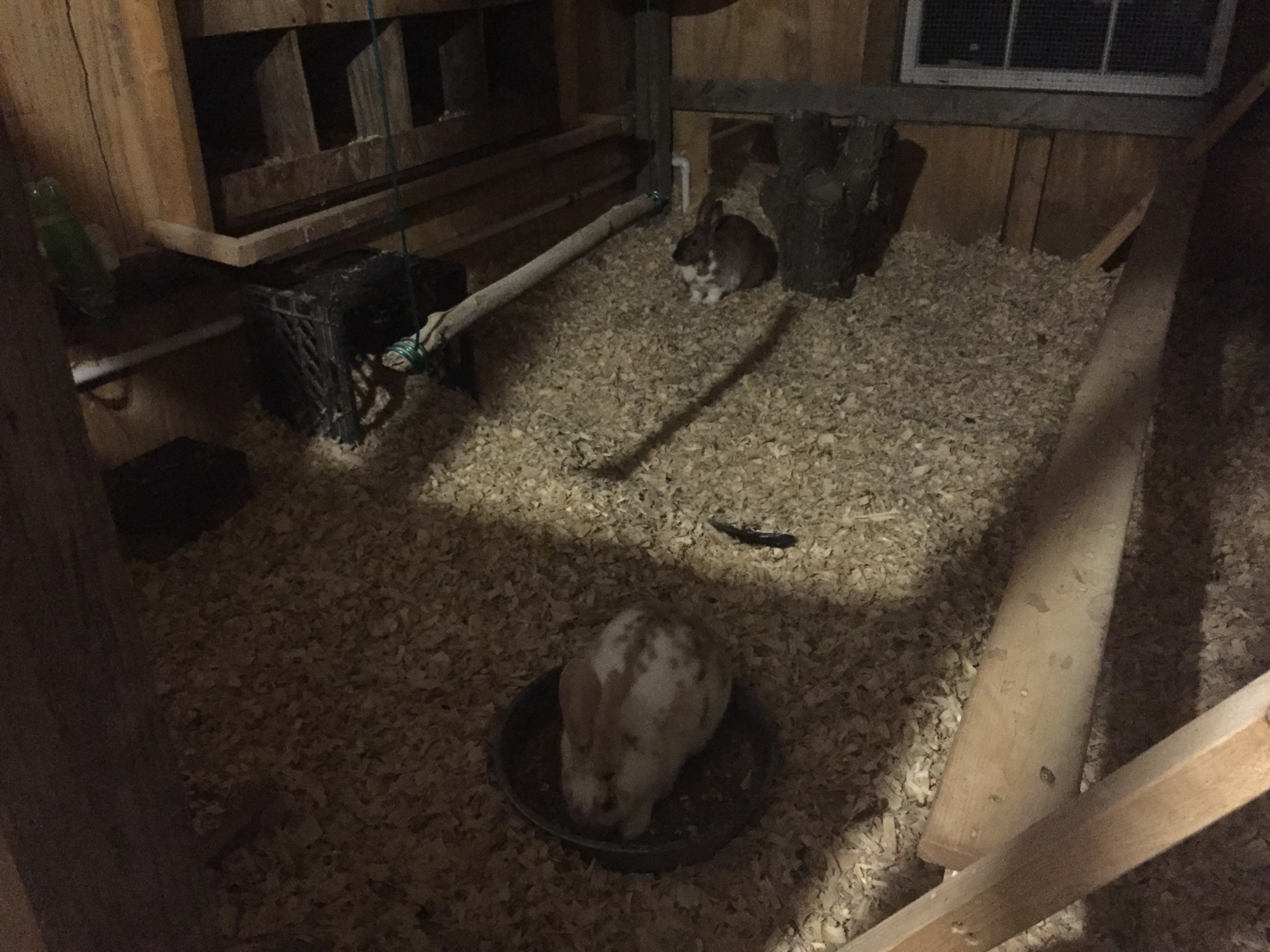 In this coop I'm trying out mixing rabbits with chickens. Basically what I have tried and with a degree of luck I say is a time sharing system. Both rabbits come out at night while chicks are roosting up above. In the morning rabbits go back inside the hutch and the chickens are free to run about.
Rabbits are messy, they don't use dropping boards, about the only thing I do not care for so far.