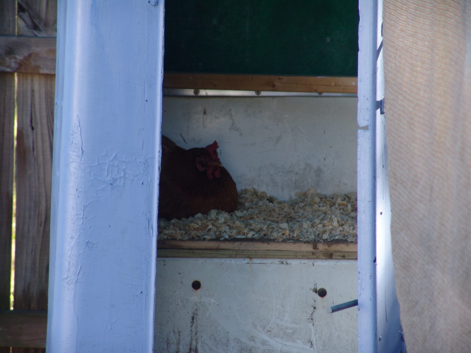 In transition of changing to the new coop...she was not happy with the new coop