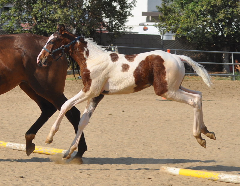 Incognito, by Iros, out of Predictablemary, two months old. 48.5" at the withers! He is going to be a BIG BOY!!!