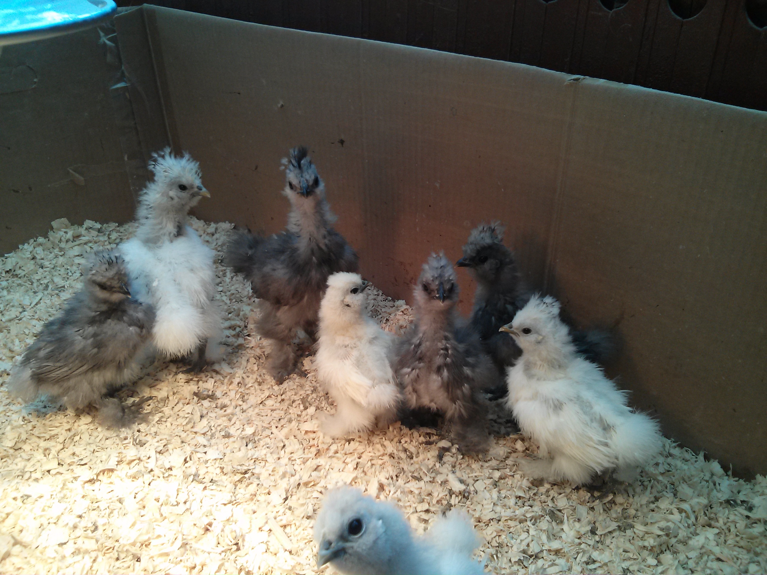 incubated chicks