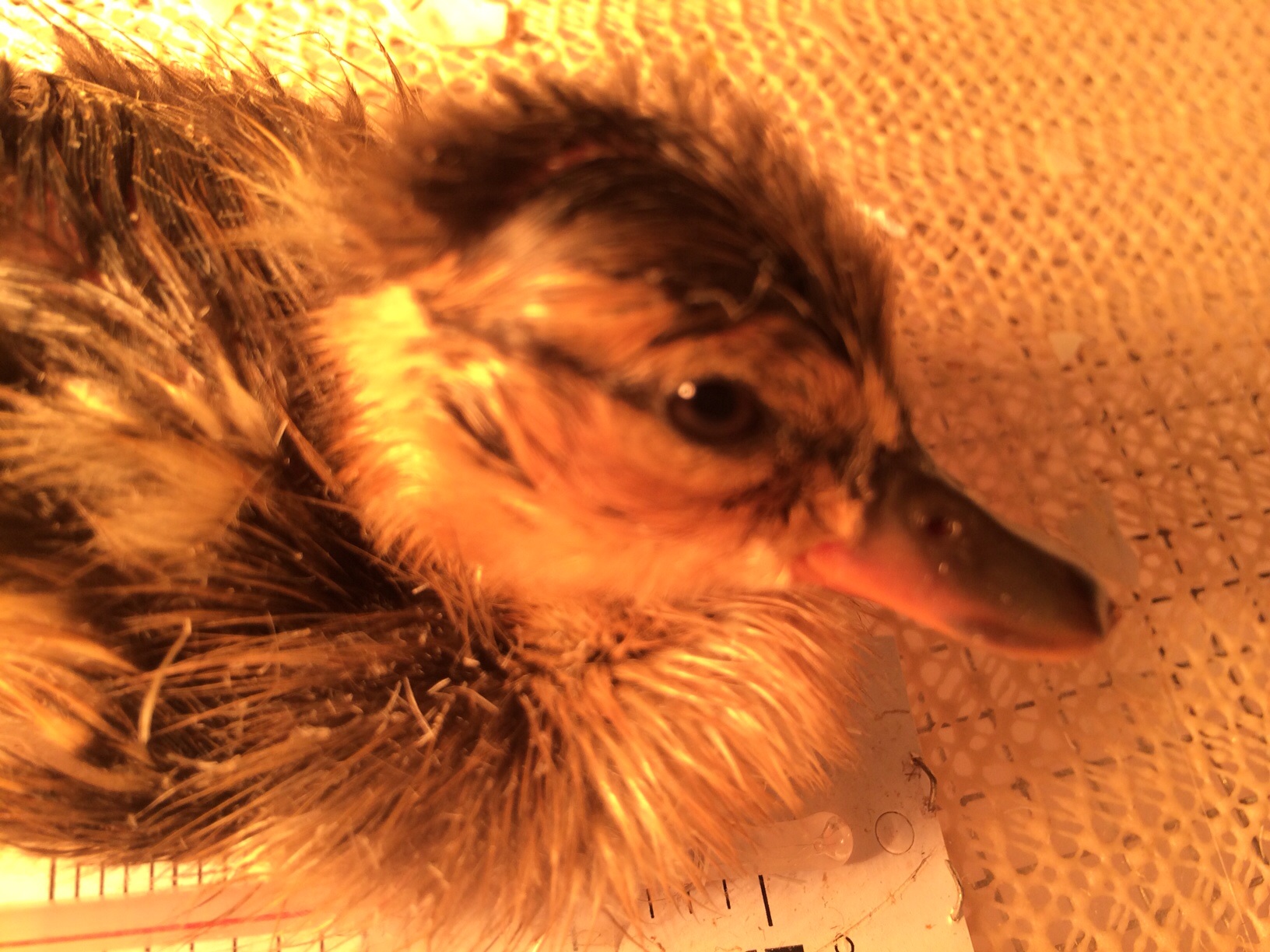 Incubated egg hatchling drying