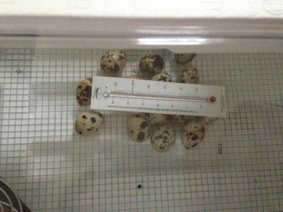 Incubating some eggs my girls laid- first timer!