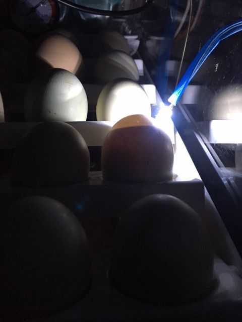 Incubator candling from outside!