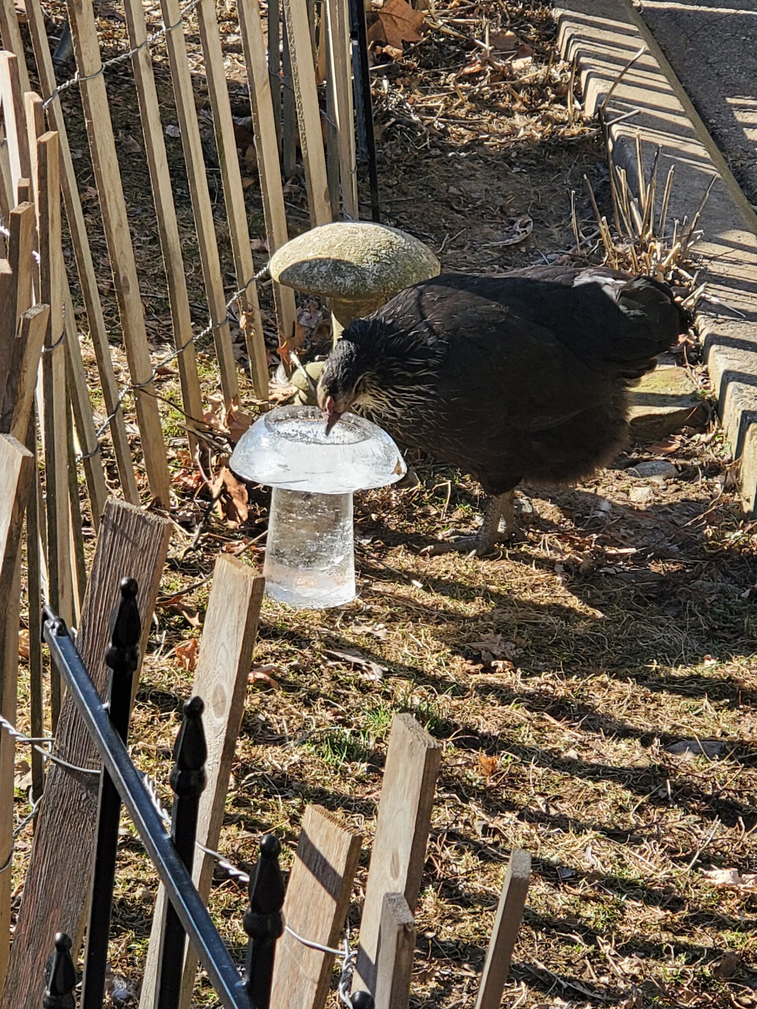 Incubator (her name) Ayam Cemani X Easter Egger