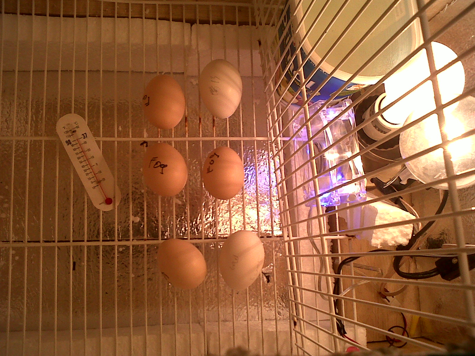 incubator light on