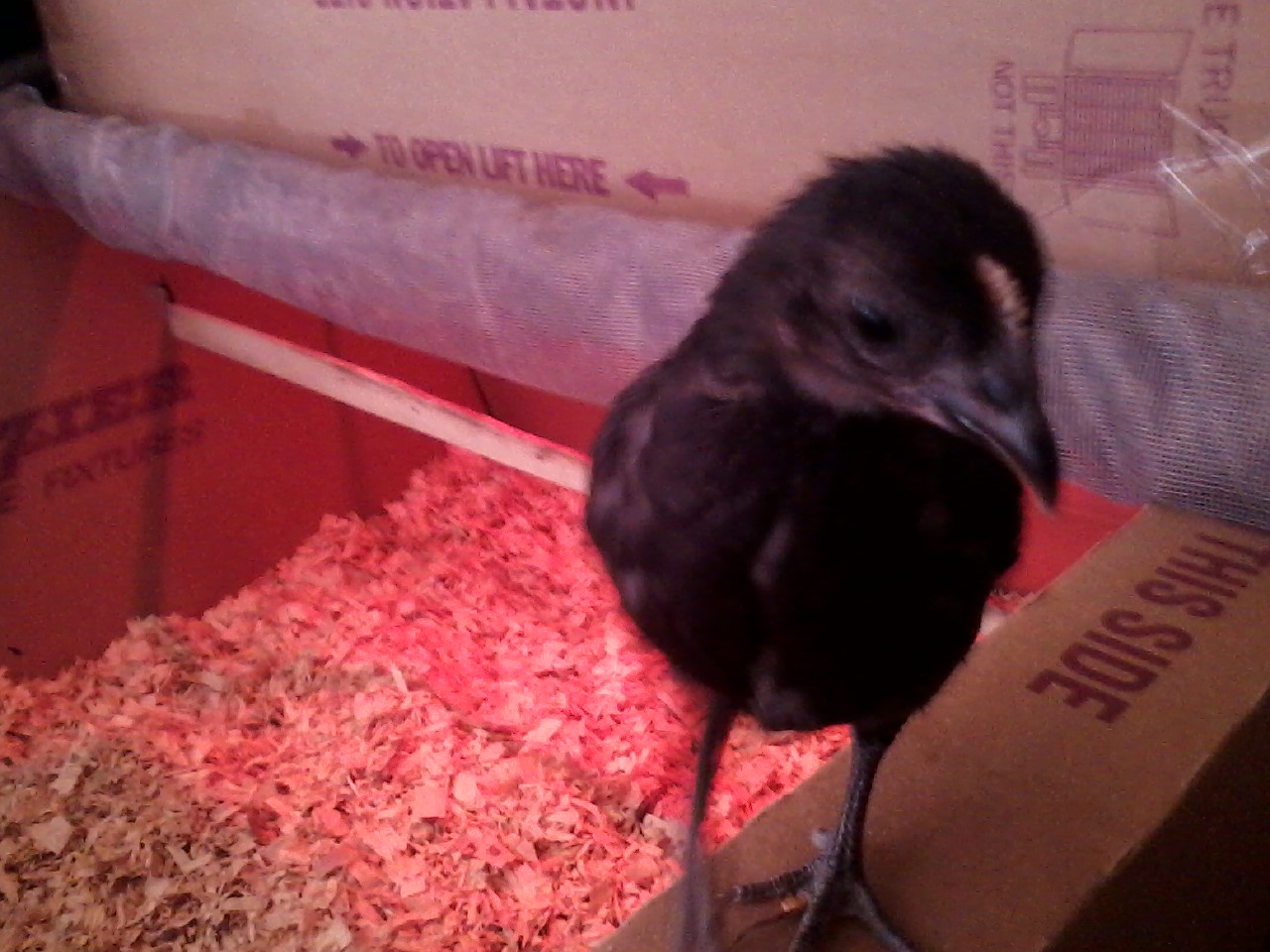 Incuchick