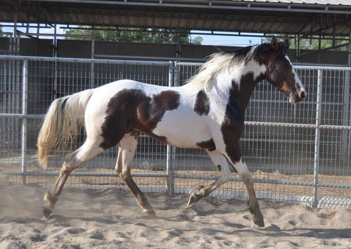 Indeed, Rhineland Pfalz Saar International 2013 colt, (Iros/Icon x Predictablemary xx/Unpredictable