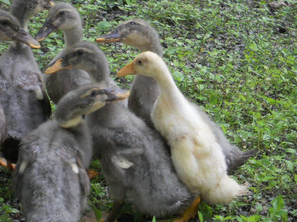 Indian Runner baby with 6 of his Indian Runner Rouen duck cross -breeds.
