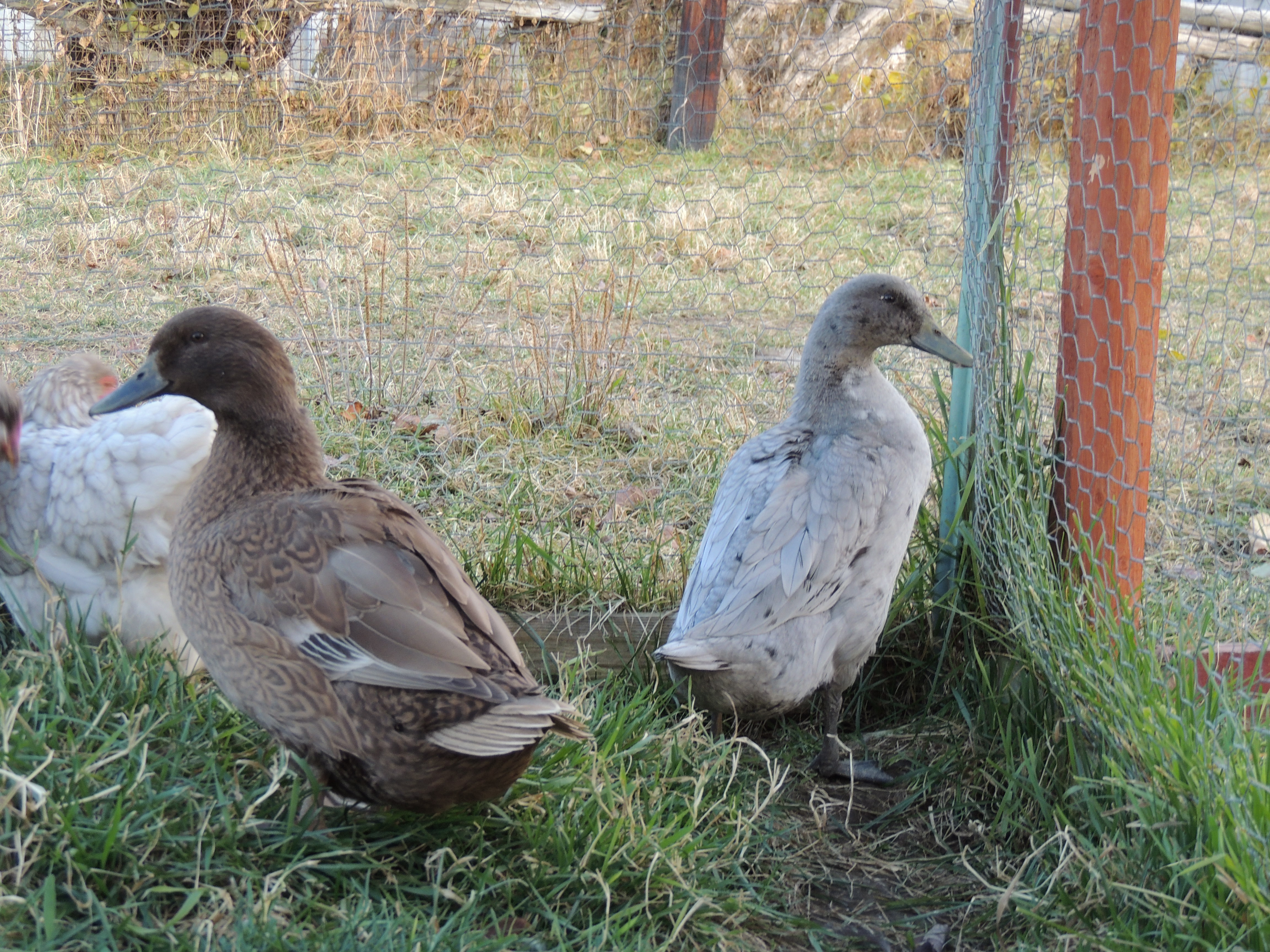 Indian runner duck and Mallard duck buddies.