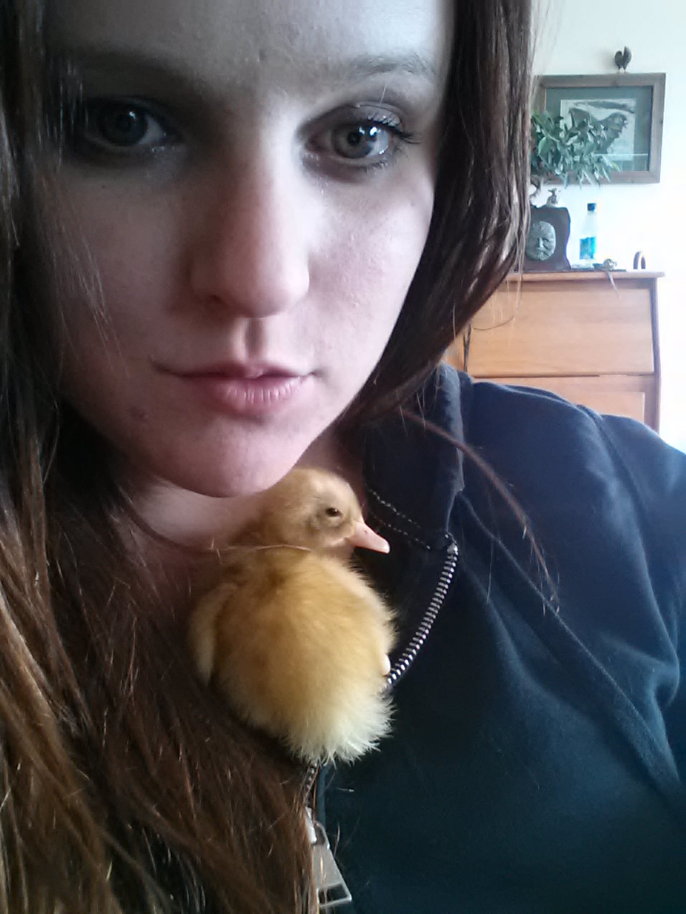 Indian Runner Duckling