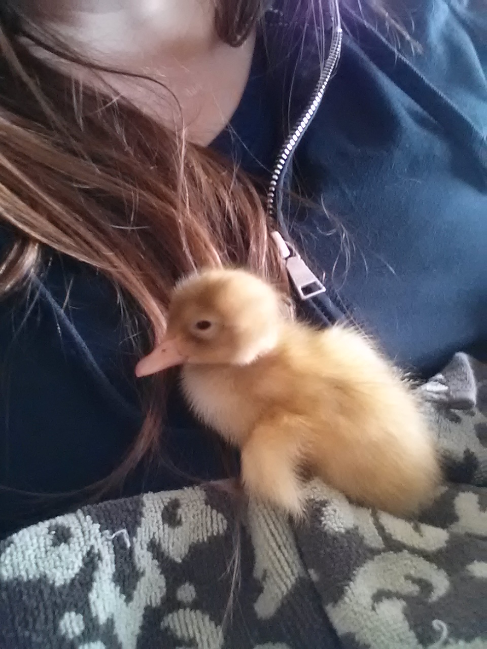 Indian Runner Duckling