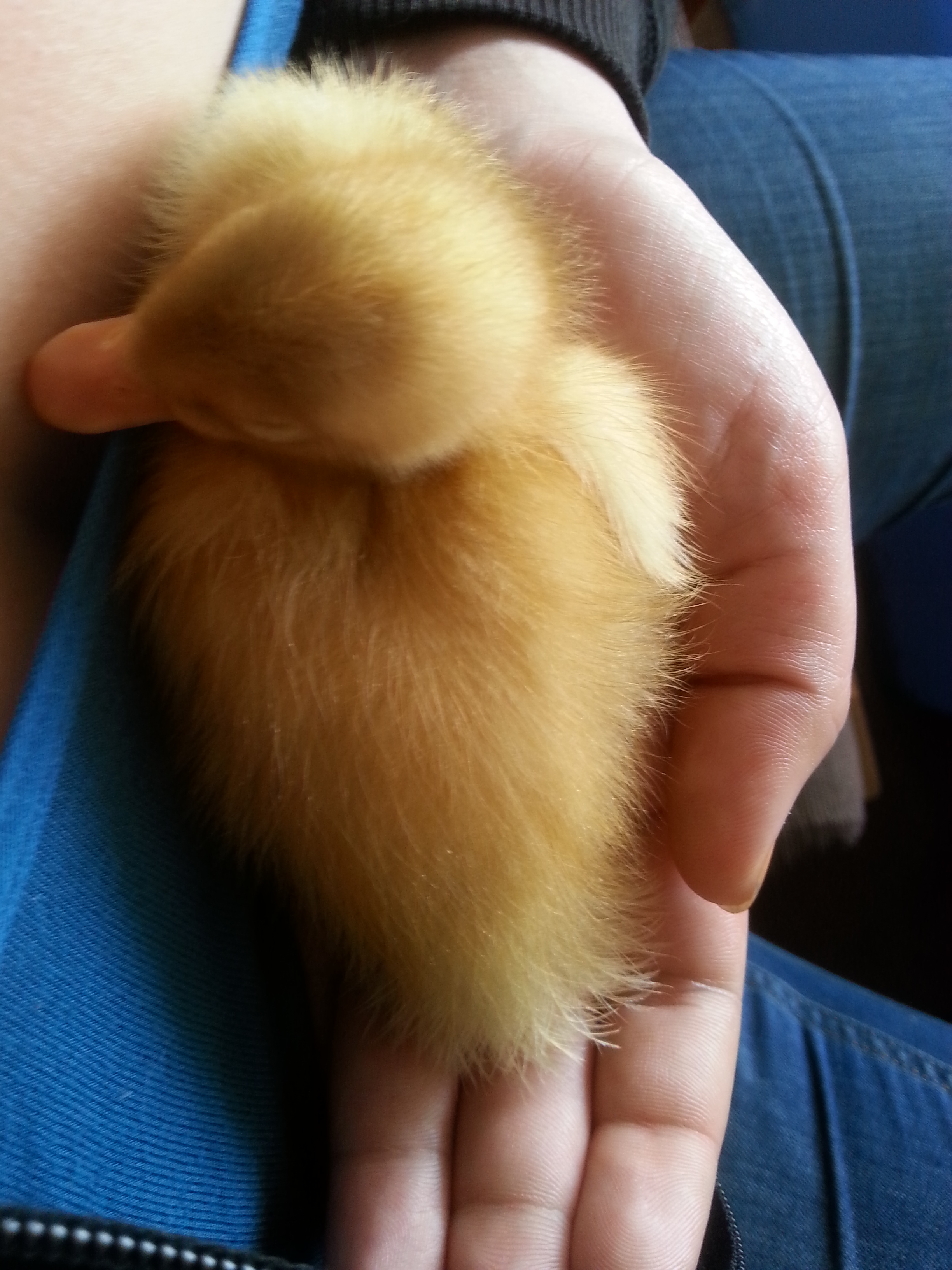 Indian Runner duckling