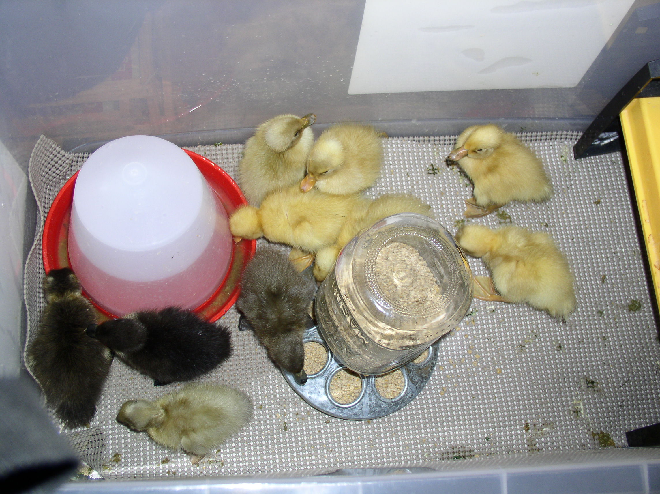 Indian Runner ducklings - 1 and 2 days old
From MiMis_Place
