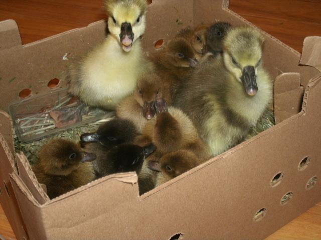 Indian Runners, Khaki Campbells, & African goslings from Metzers.