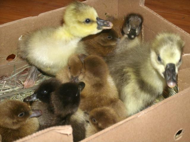 Indian Runners, Khaki Campbells, & African goslings from Metzers.
