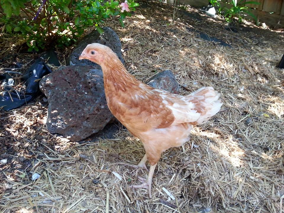 Indiana
Named after Indiana Jones because of her curious nature and adventurous spirit.. although at the same time she is the biggest wuss of the three!