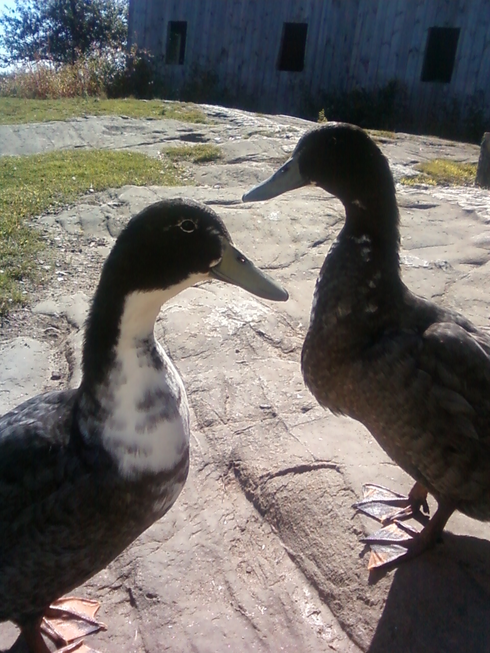 Indigo and Toothless