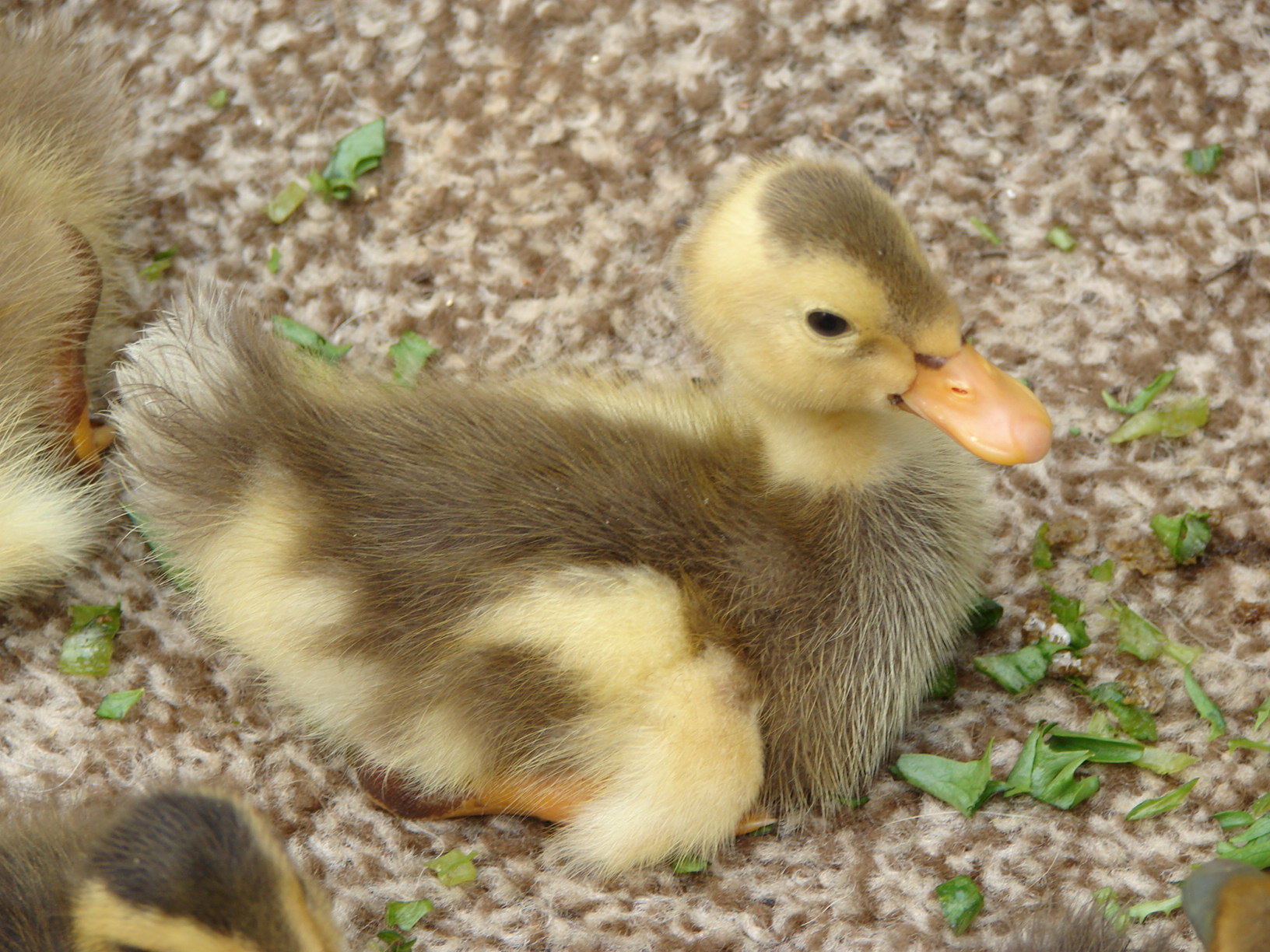 Indigo as a baby.  Wouldn't he make a great model for a plastic duckling?