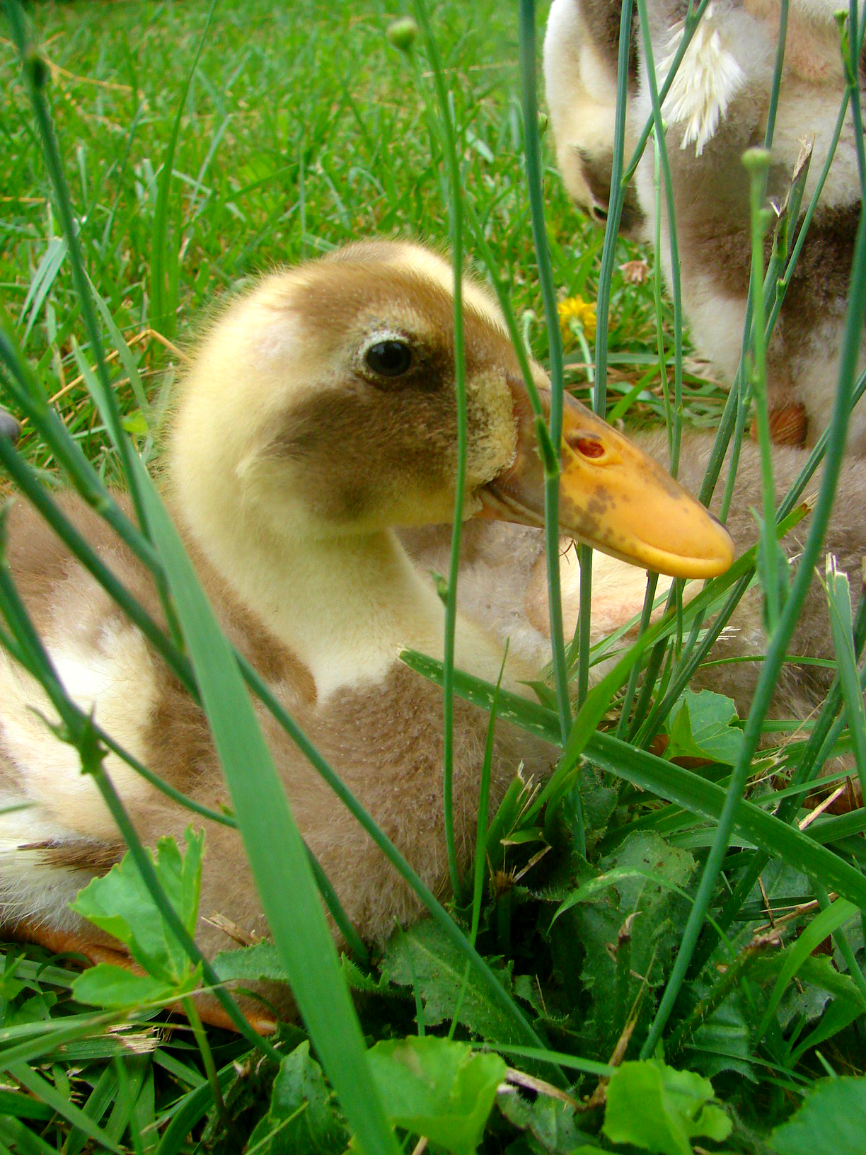 Indigo as a youngster.