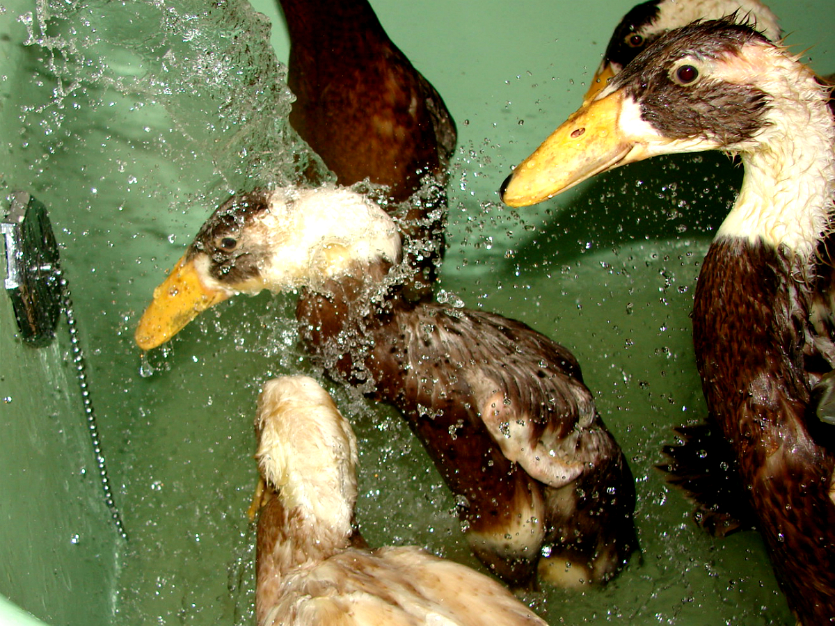 Indigo has the best shower spot.  The others are waiting their turn.
