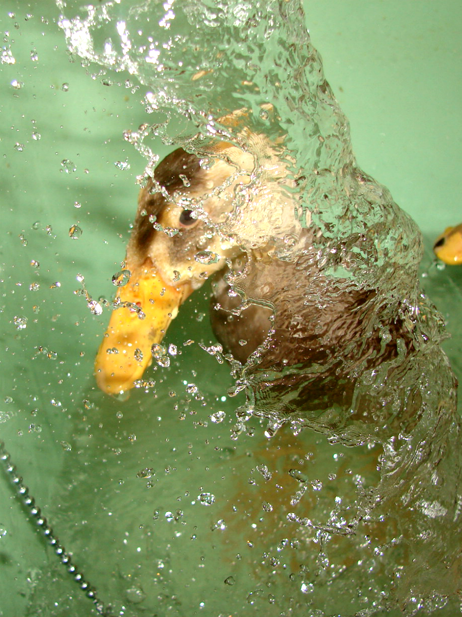 Indigo is taking a shower in the bathtub.