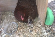 Indigo is the mama. I am unsure as to what kind of breed she is. because she also has fluffy feet. Her baby was just born on August 20th. Her babys name is Maple, because it looks like maple syrup has been poured on her. If it turns out to be a boy. then the name will be Mable.