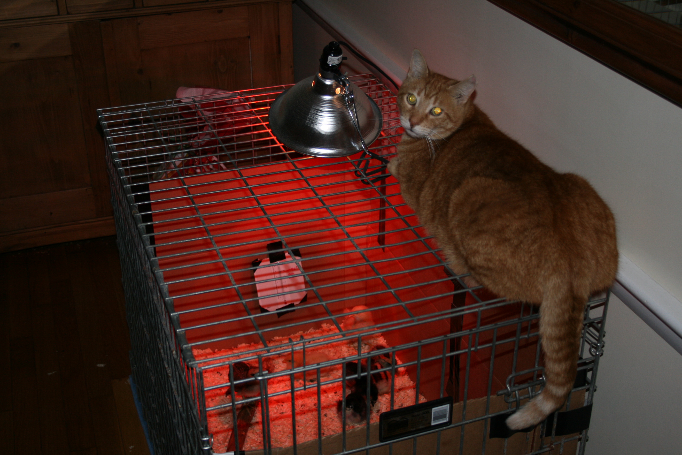 Indoor predator...Magoo.  He finally realized that there was something going on in the dog crate after a couple of weeks and decided to investigate.  He actually lost interest pretty quickly...I think it was due to the fact that sitting/laying on the crate was not overly comfortable.