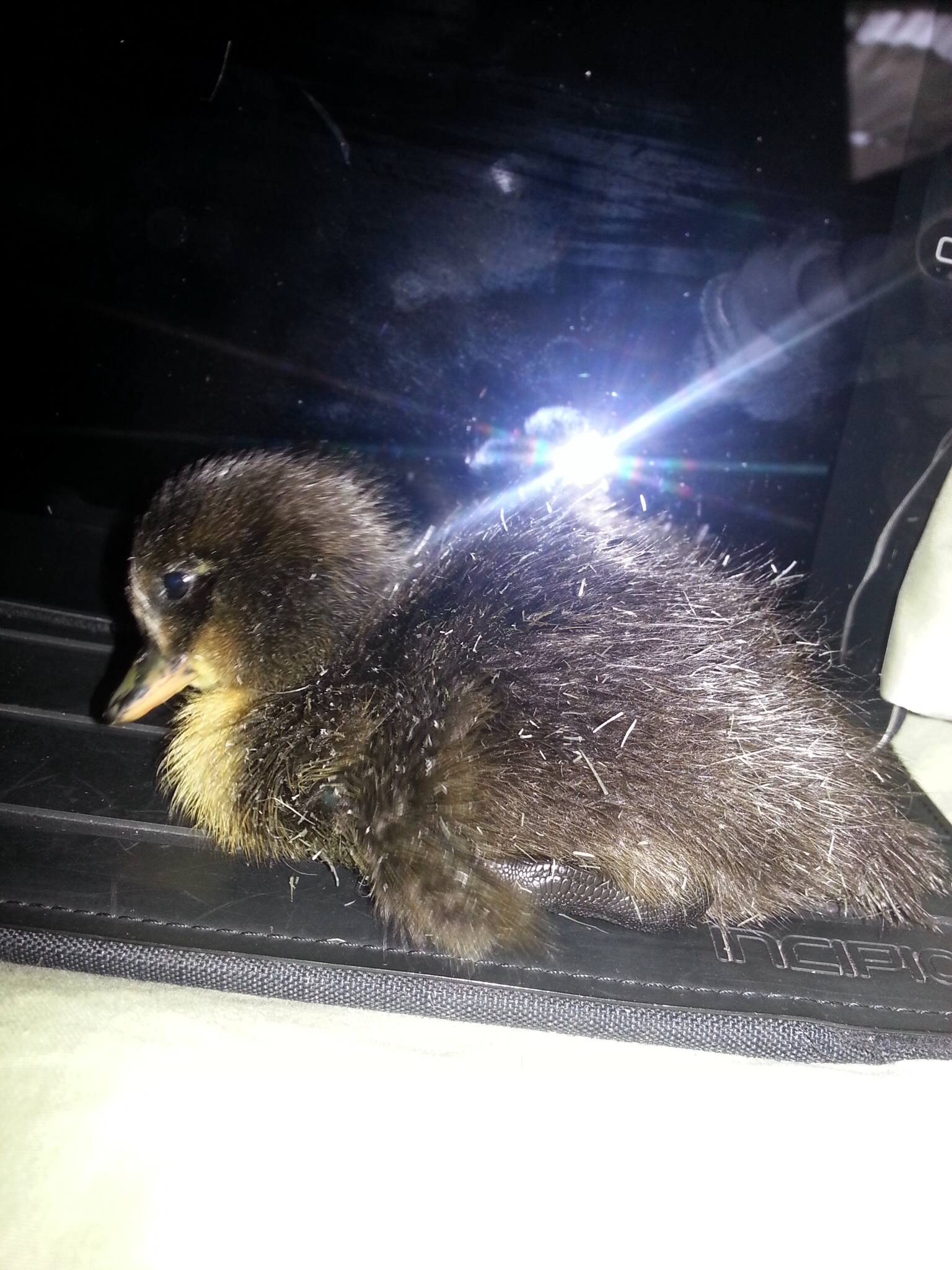 Indy, first time he/she isn't touching me. Duckling no like! Isn't she/ he cute?