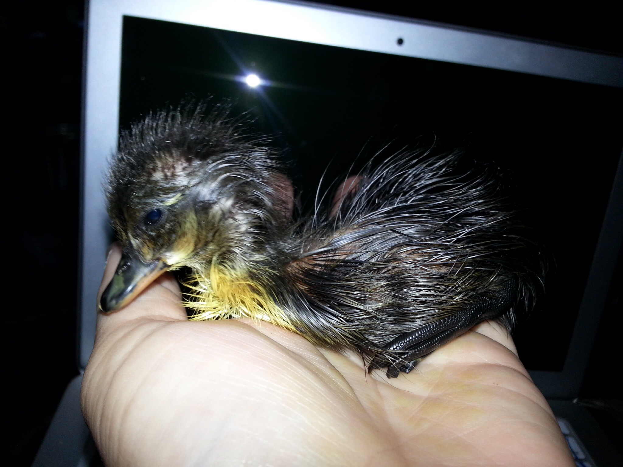 Indy, wet and cold about ten minutes after hatching.