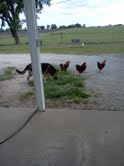 Inga likes to herd them, but she is racist and the reds can't mingle with the whites.