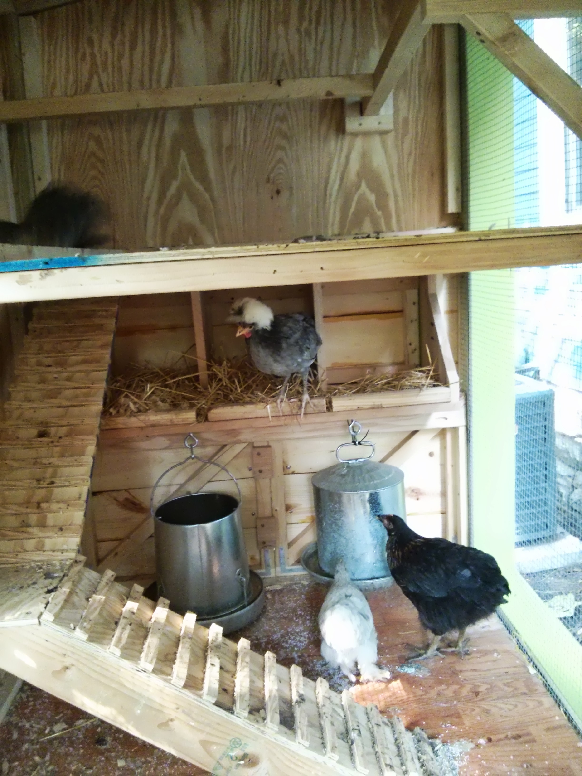 Inhabiting the coop.