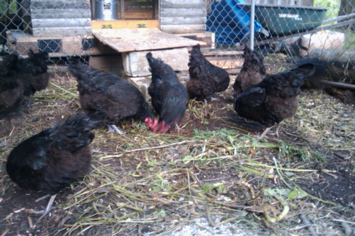 initial 10 black marans