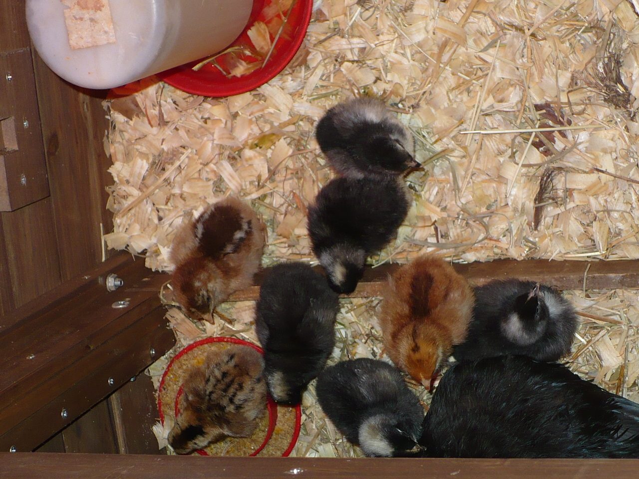 Initial introduction... BackYard Chickens Learn How to Raise Chickens